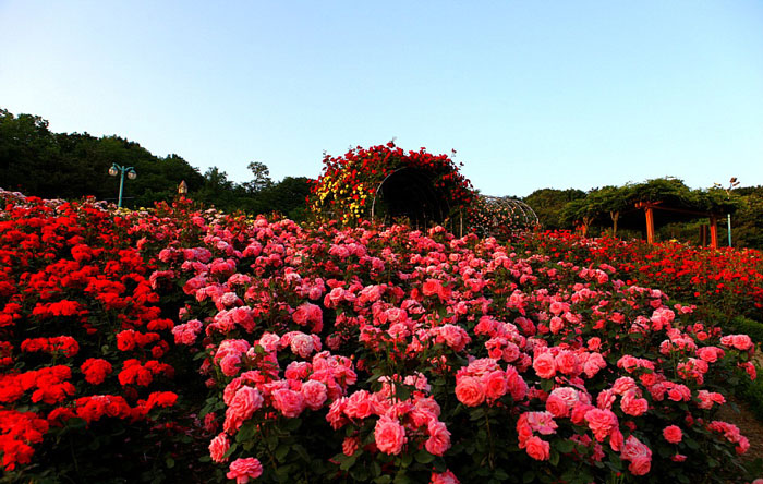 Vườn hồng Sapa