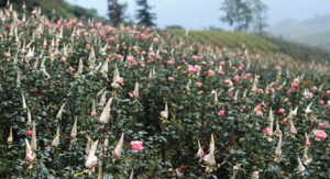 Vườn hồng Sapa