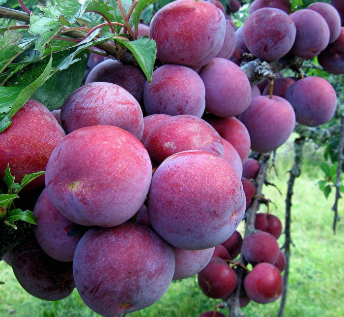 Điểm danh hoa thơm trái ngọt Sapa - Tour du Lịch Sapa Lào Cai 2021 giá rẻ  trọn gói chỉ 1.490k từ Hà Nội