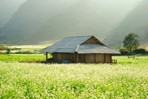 Tour du lịch Mộc Châu 2 ngày 1 đêm