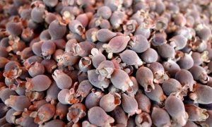 Tìm hiểu về rượu sim Phú Quốc