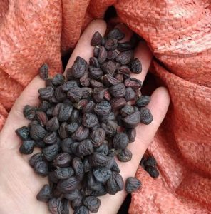 Giá hạt dổi hiện nay, tại sao lại đắt như vậy?