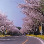 Những điều thú vị về du lịch Hàn Quốc mùa hoa anh đào