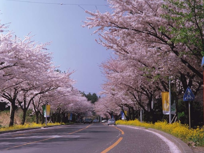 Những điều thú vị khi đi du lịch Hàn Quốc mùa hoa anh đào